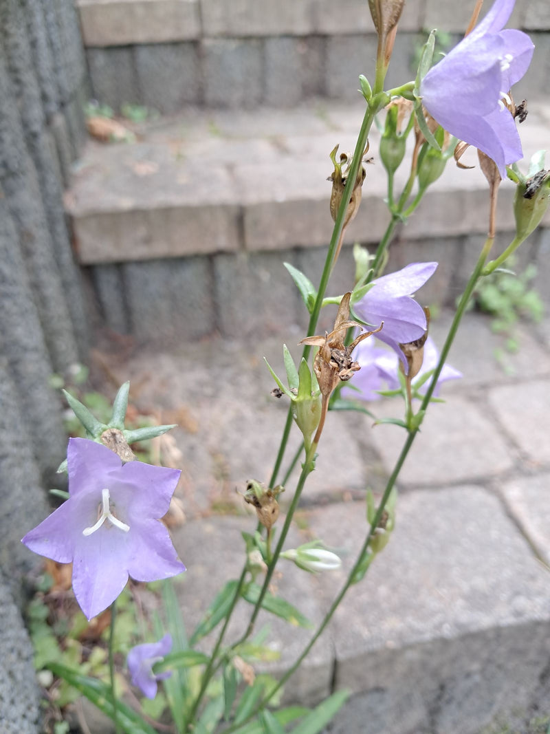 Glockenblume — Bild 5