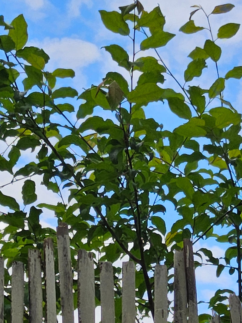 Auf dem Bild ist der grüne Zweig eines Pflaumenbaums mit zahlreichen Blättern zu sehen. Im Hintergrund ist blauer Himmel mit leichten Wolken erkennbar.