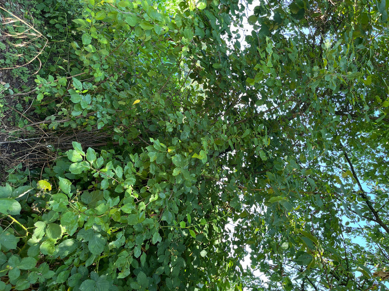 Zu sehen ist ein dichter Pflaumenbaum mit zahlreichen grünen Blättern aus einer Froschperspektive. Die Aufnahme zeigt die Baumkrone vor einem hellen Himmel.