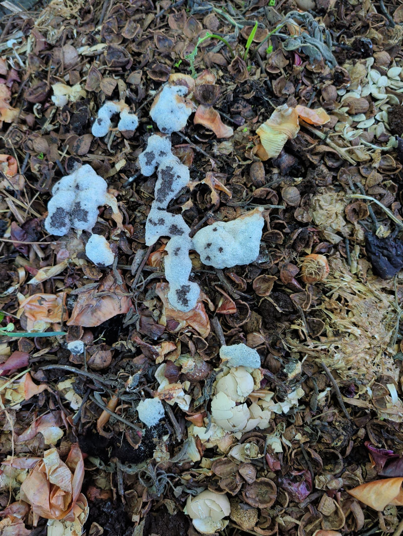 Pinselschimmel sind weit verbreitete Pilze, die sich von organischem Material ernähren und dabei oft weißliche bis bläulich-grüne Sporenlager bilden. Sie spi...