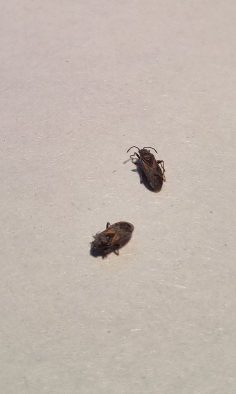 Auf einem hellen Untergrund sind zwei Platanen-Bodenwanzen aus der Aufsicht zu sehen. Die Insekten verharren regungslos.