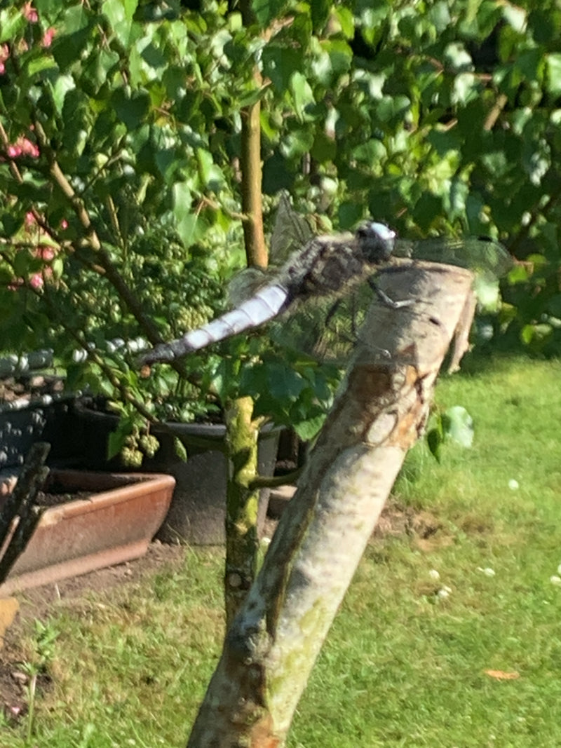 Platterbauch — Bild 5 von 15