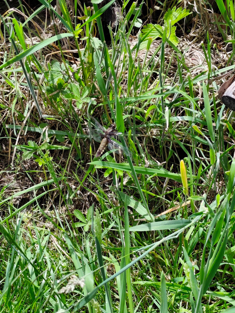 Platterbauch — Bild 1 von 15