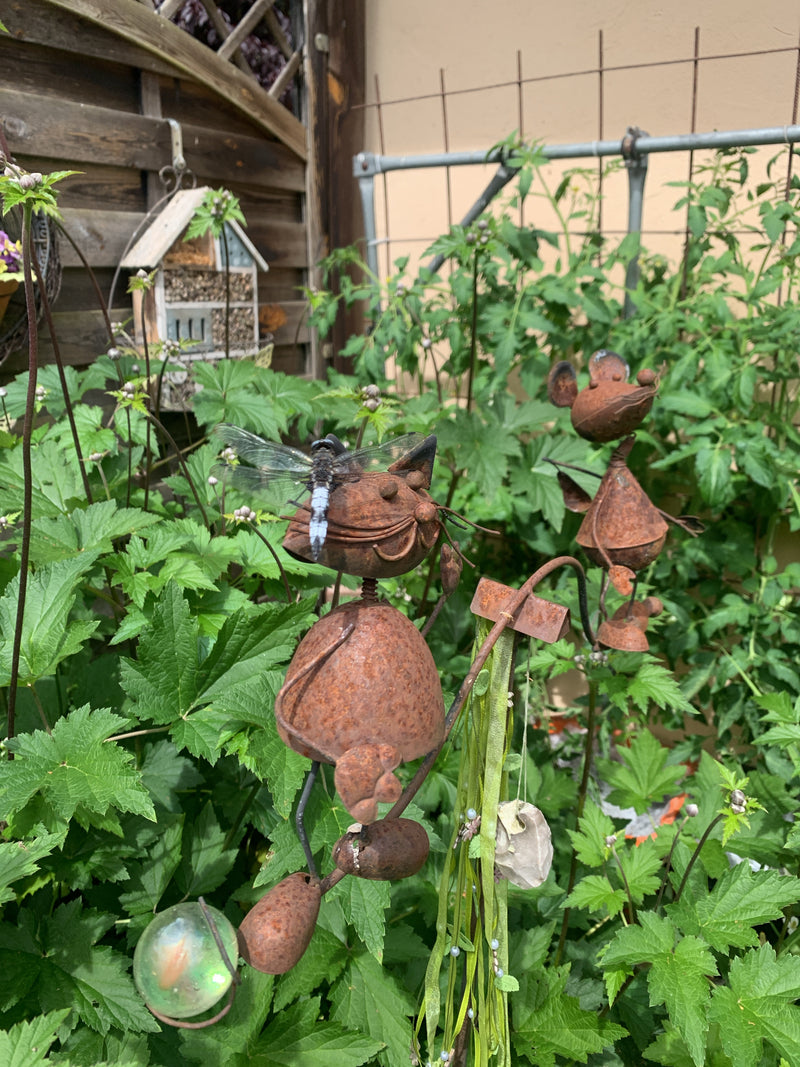 Platterbauch — Bild 4 von 15