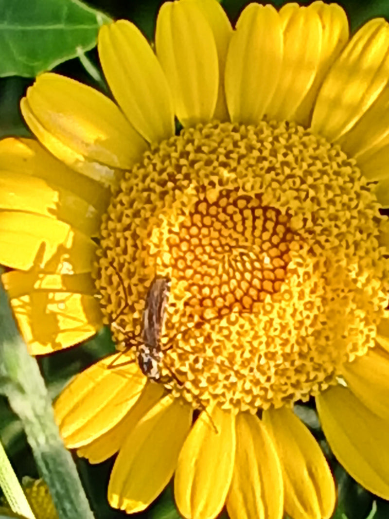 Pollenglanzkäfer — Bild 1 von 9