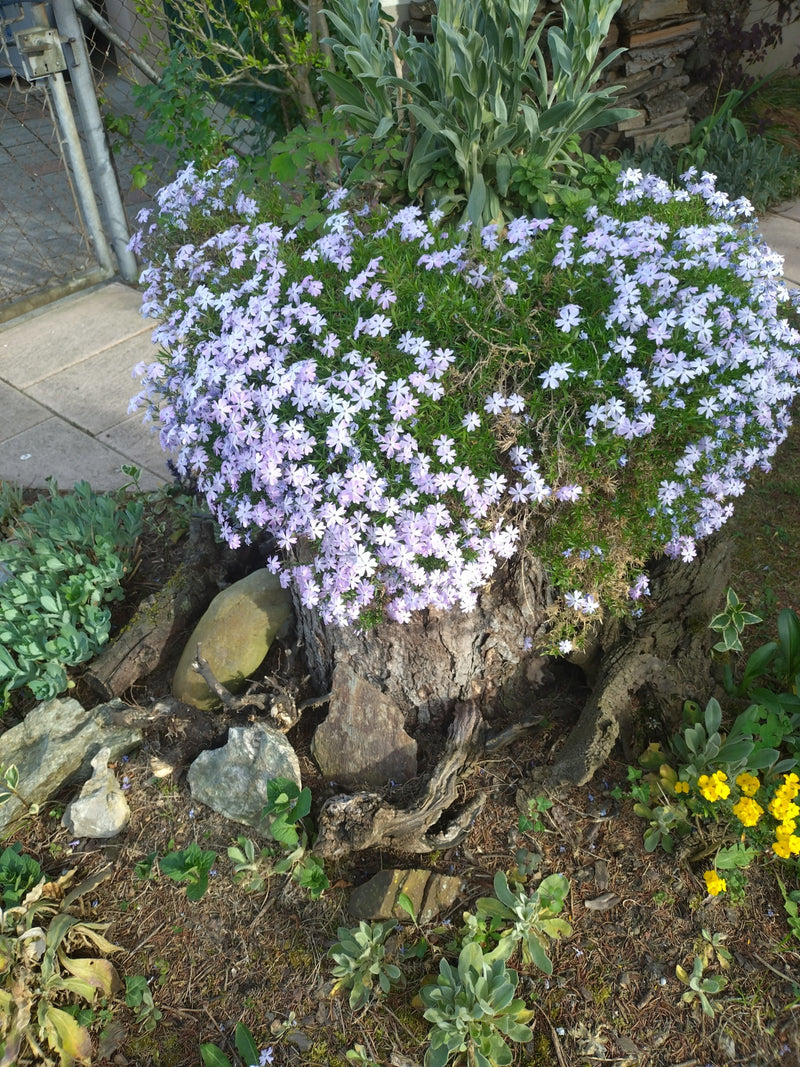 Zu sehen ist ein reich blühender Polster-Phlox mit hellvioletten Blüten, der auf einem alten Baumstumpf wächst. Die Pflanze bedeckt den Stumpf polsterartig.