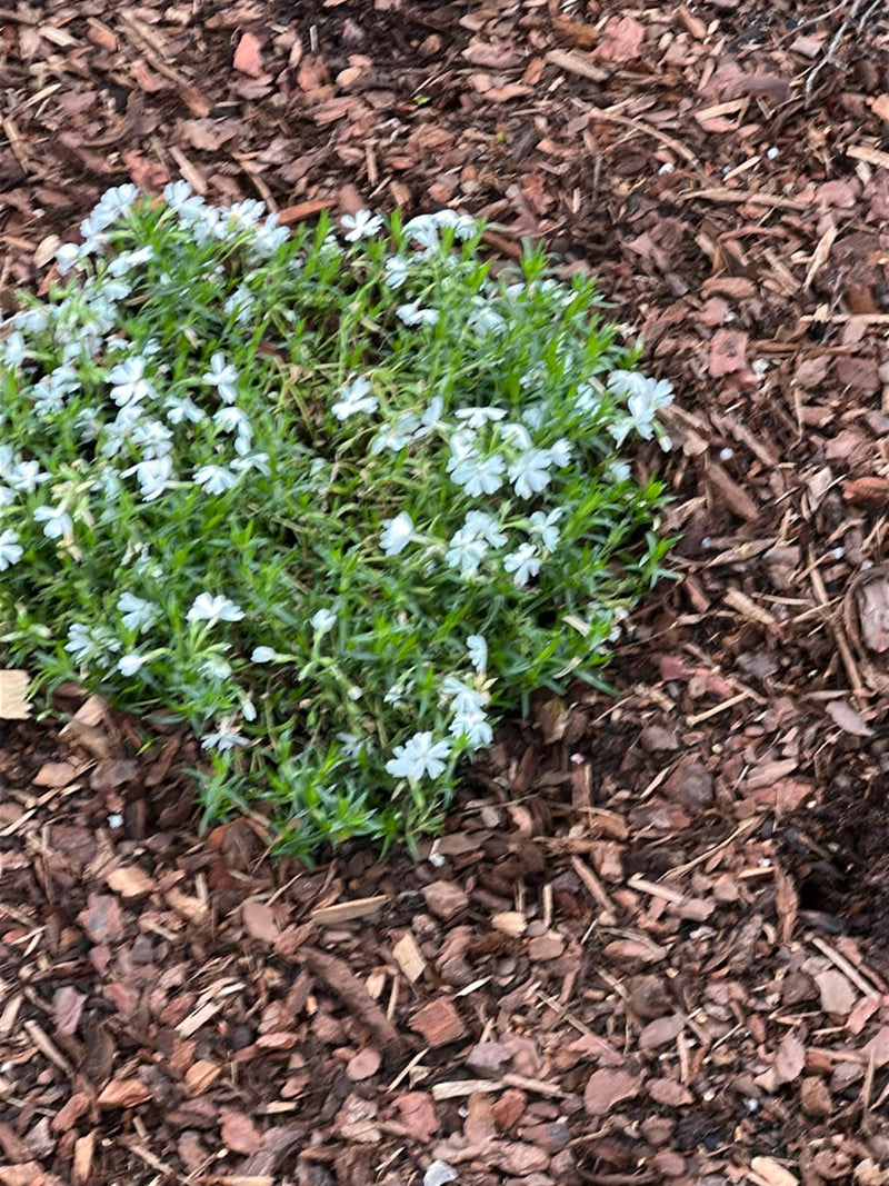 Das Foto zeigt eine blühende Polster-Phlox-Pflanze in einem Beet mit Rindenmulch. Die hellen Blüten verteilen sich dicht über dem grünen Laub.