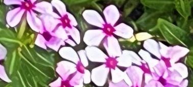 Auf dem Bild sind die hellrosa Blüten des Polster-Phlox mit ihrem charakteristischen dunkelroten Zentrum zu sehen. Die Blüten stehen dicht zusammen in einem ...