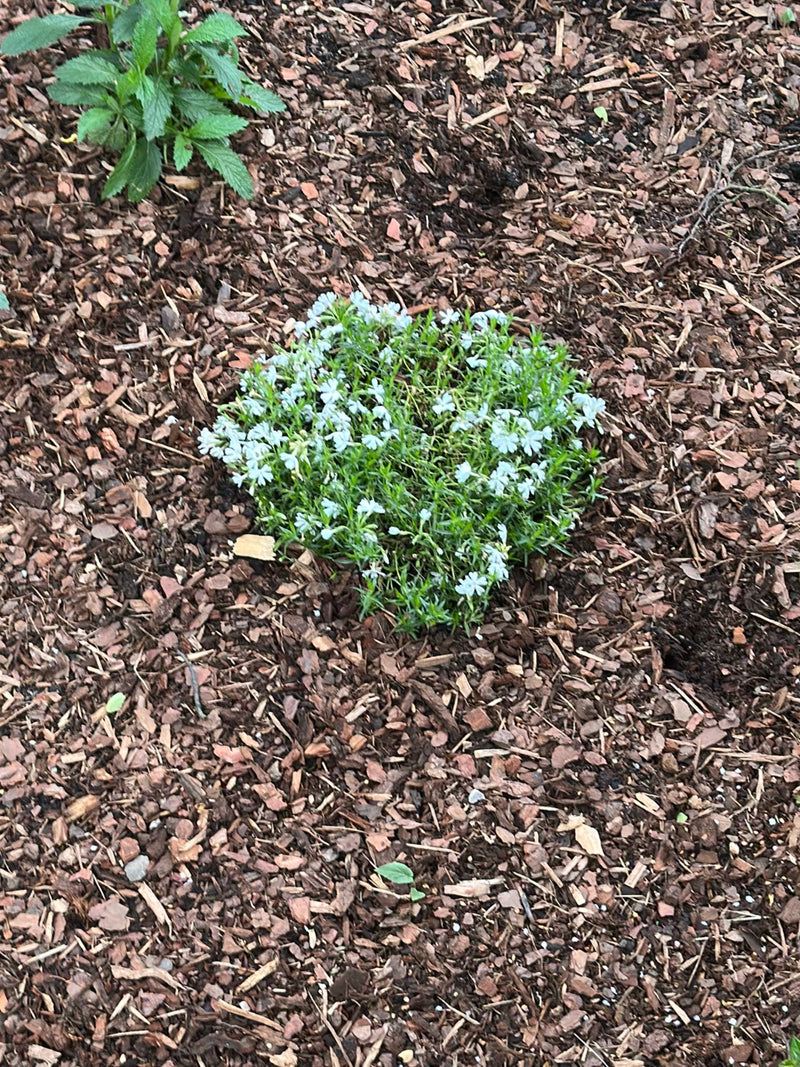 Zu sehen ist ein blühender Polster-Phlox, der in einem Beet auf Rindenmulch wächst. Die Pflanze zeigt zahlreiche kleine, helle Blüten.