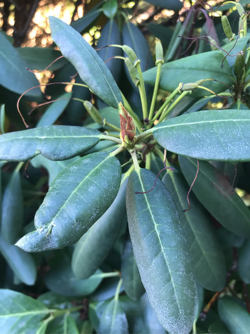 Pontischer Rhododendron — Bild 5