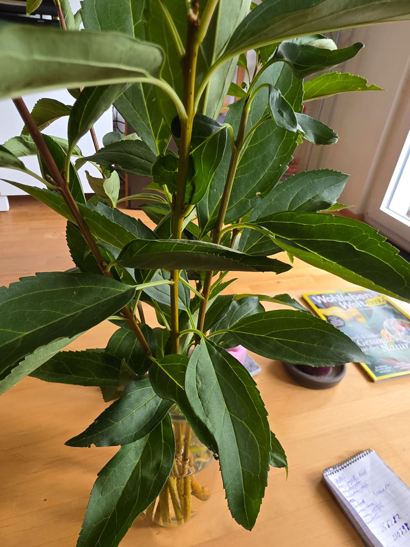 Portugiesischer Kirschlorbeer — Bild 1