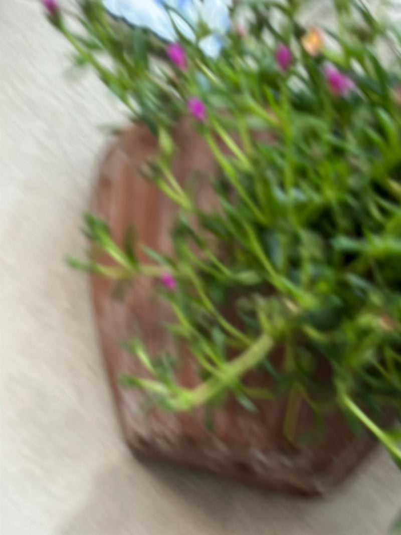 Auf dem Bild ist ein Portulak-Röschen in einem Blumentopf zu sehen. Die Aufnahme ist jedoch stark verwackelt.