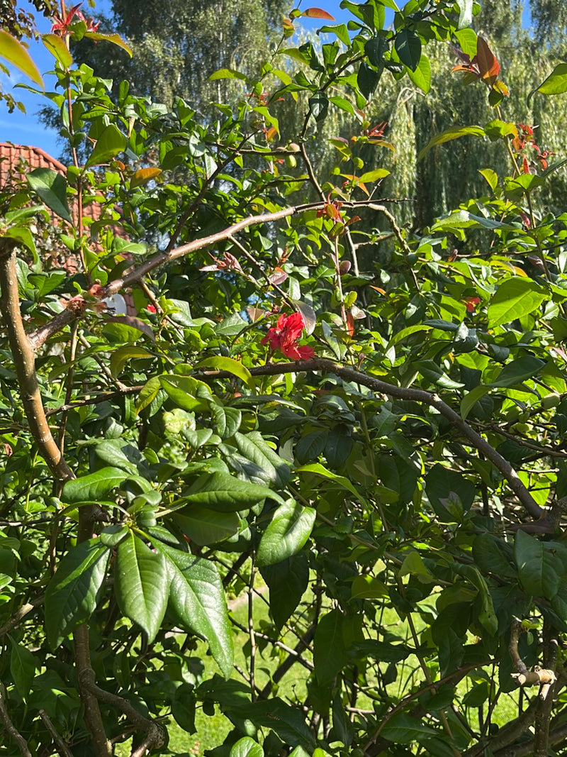 Pracht-Quitte — Bild 2 von 2
