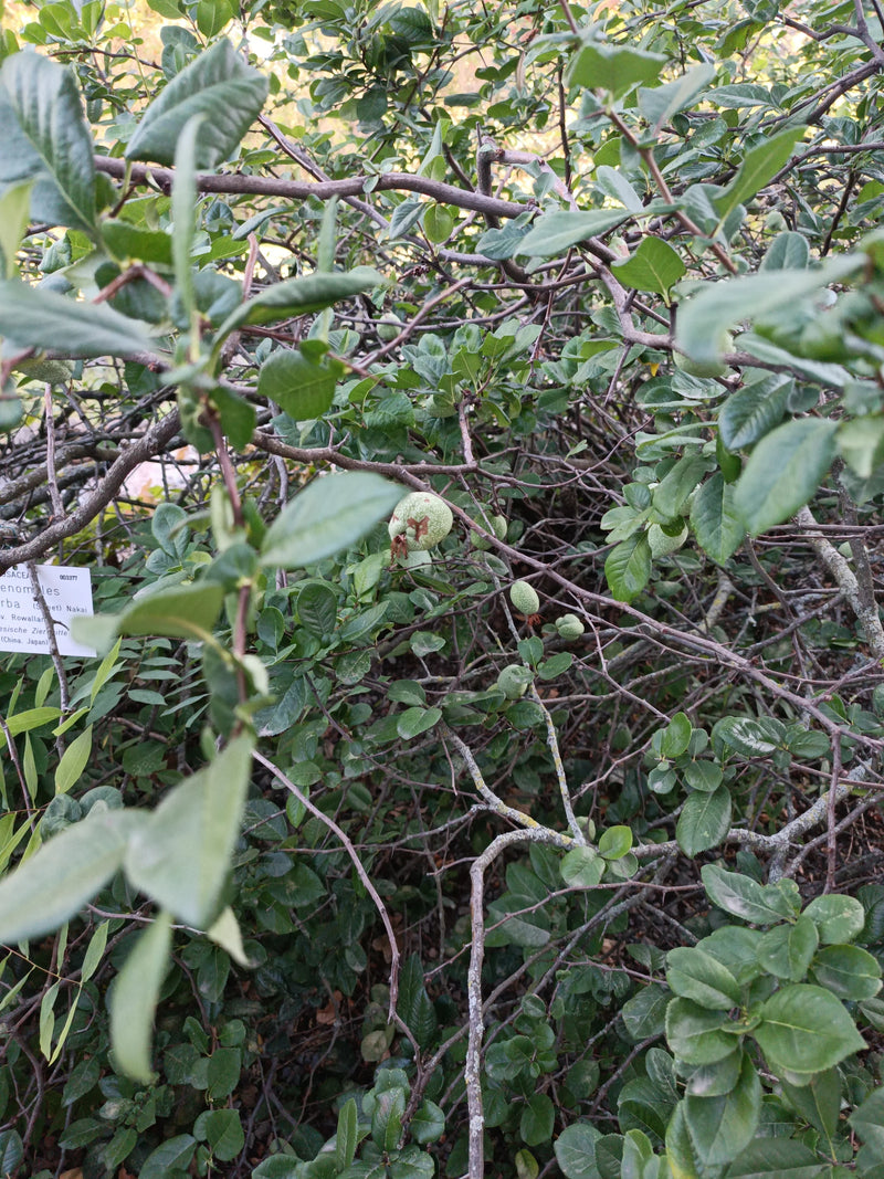 Pracht-Quitte — Bild 1 von 2