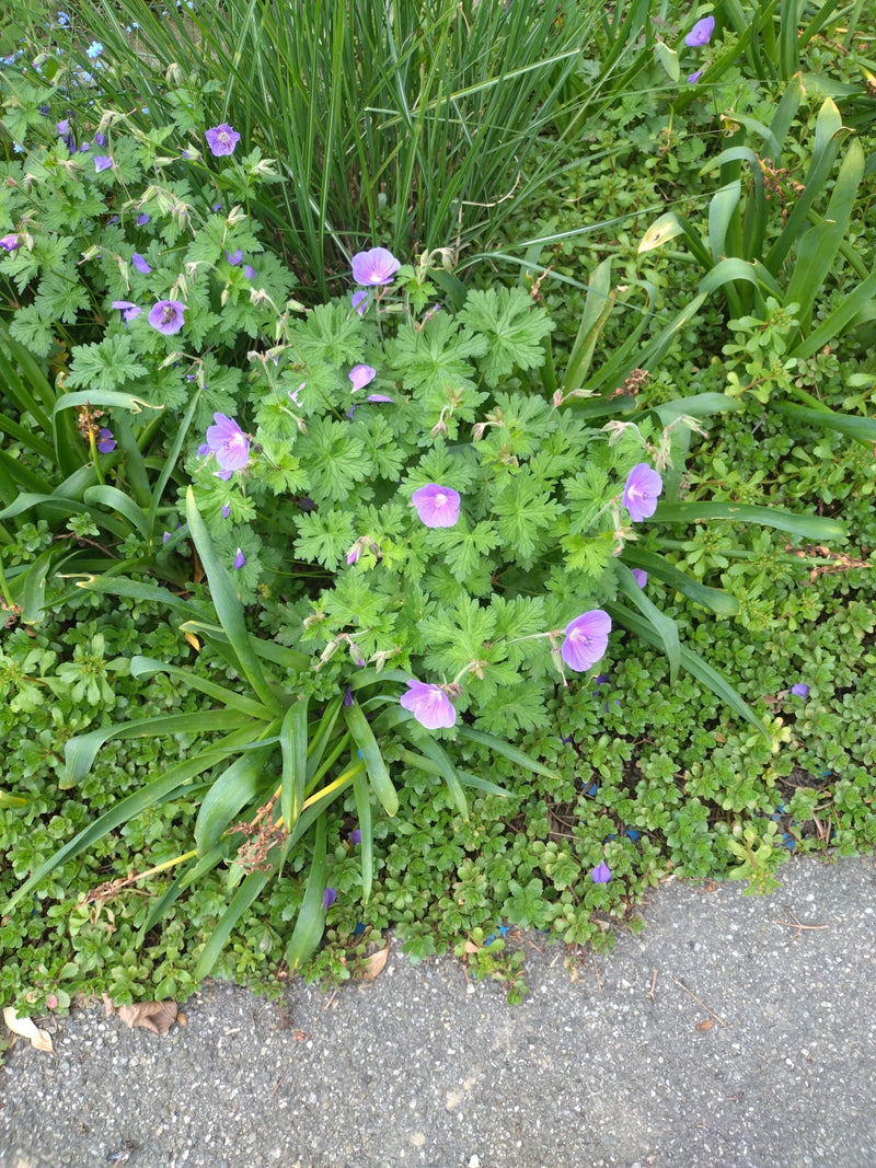 Auf dem Bild ist eine blühende Pflanze des Pracht-Storchschnabels mit charakteristischen violetten Blüten und grünem Laub zu sehen. Sie wächst in einem beeta...