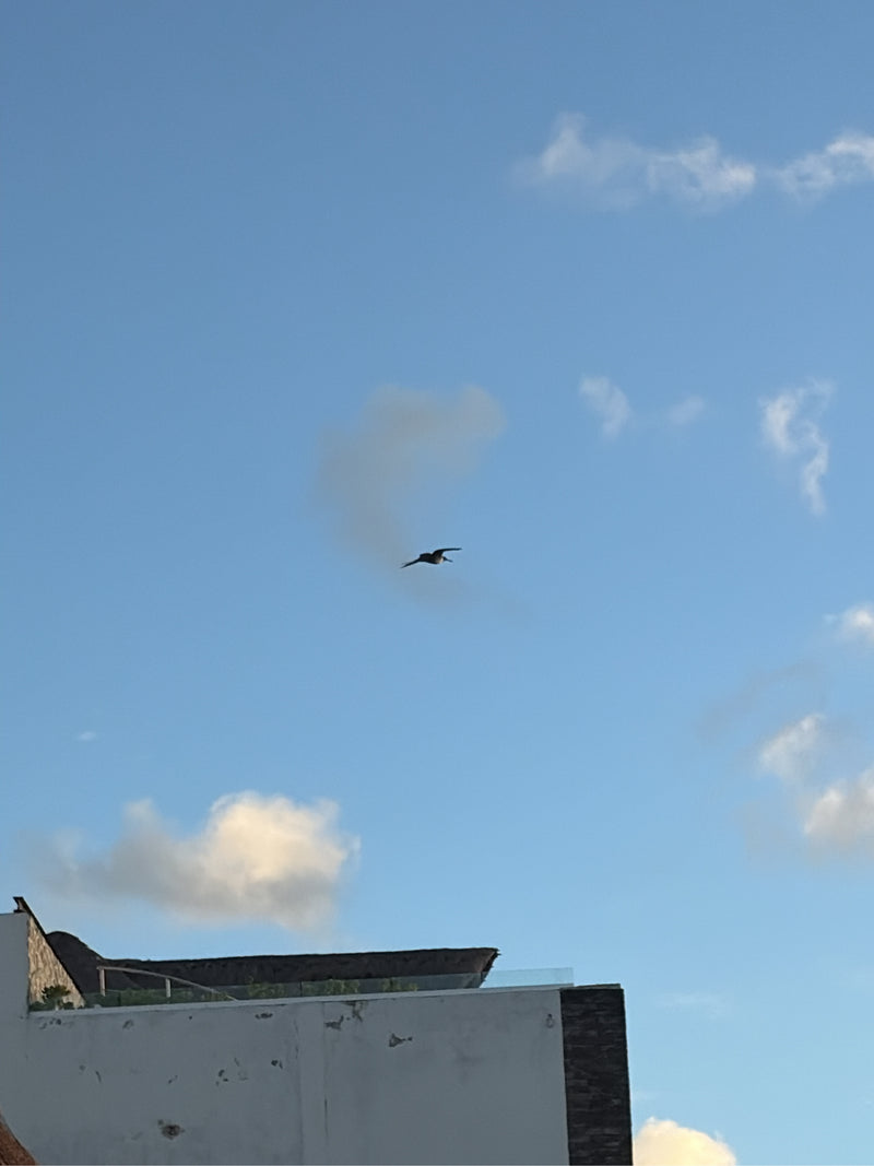 Prachtfregattvogel — Bild 1 von 1