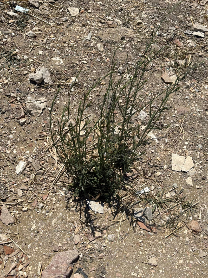 Prachtkerze — Bild 2 von 22