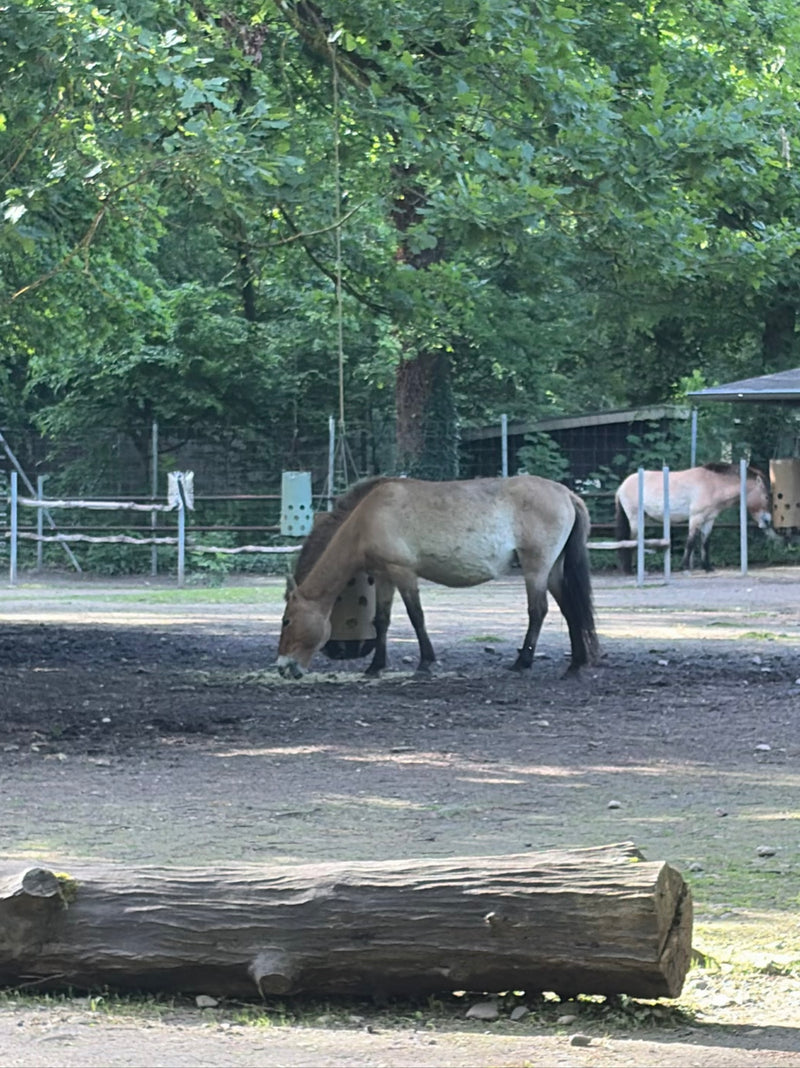 Ein Przewalski-Pferd steht im Vordergrund auf einem sandigen Gehegeboden und frisst. Im Hintergrund ist ein weiteres Artgenossen zu sehen.