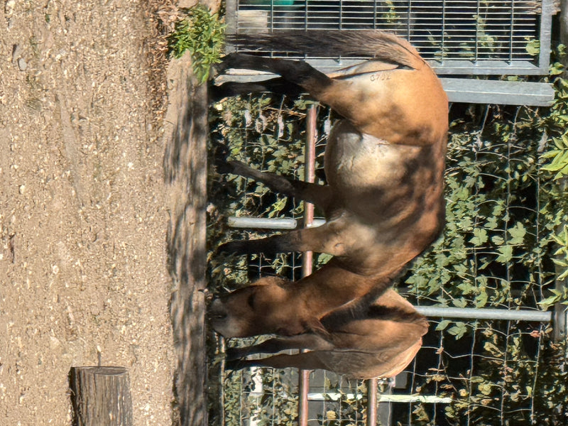 Ein Przewalski-Pferd steht seitlich in einem Gehege vor einem Zaun. Das Tier ist gut zu erkennen.