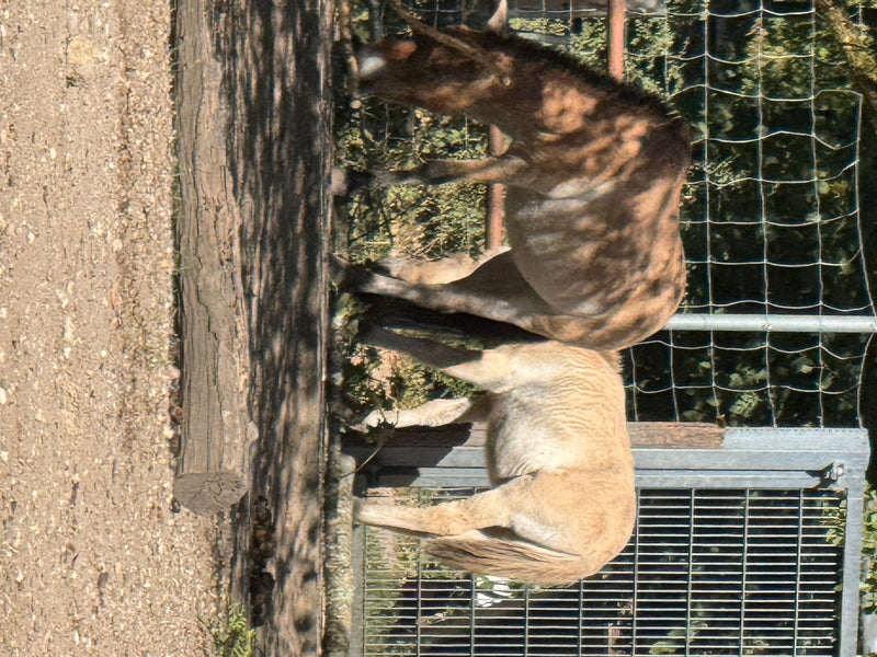 Auf dem Bild sind zwei Przewalski-Pferde seitlich in einem Gehege zu sehen. Sie stehen nah an einem Zaun auf sandigem Untergrund.