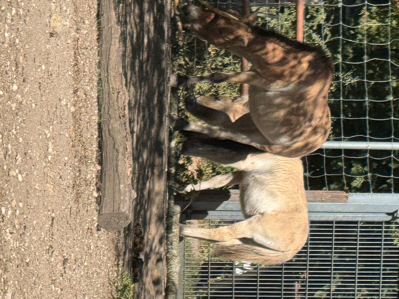Auf dem Bild sind zwei Przewalski-Pferde in einem Gehege vor einem Zaun zu sehen. Sie stehen auf sandigem Boden.