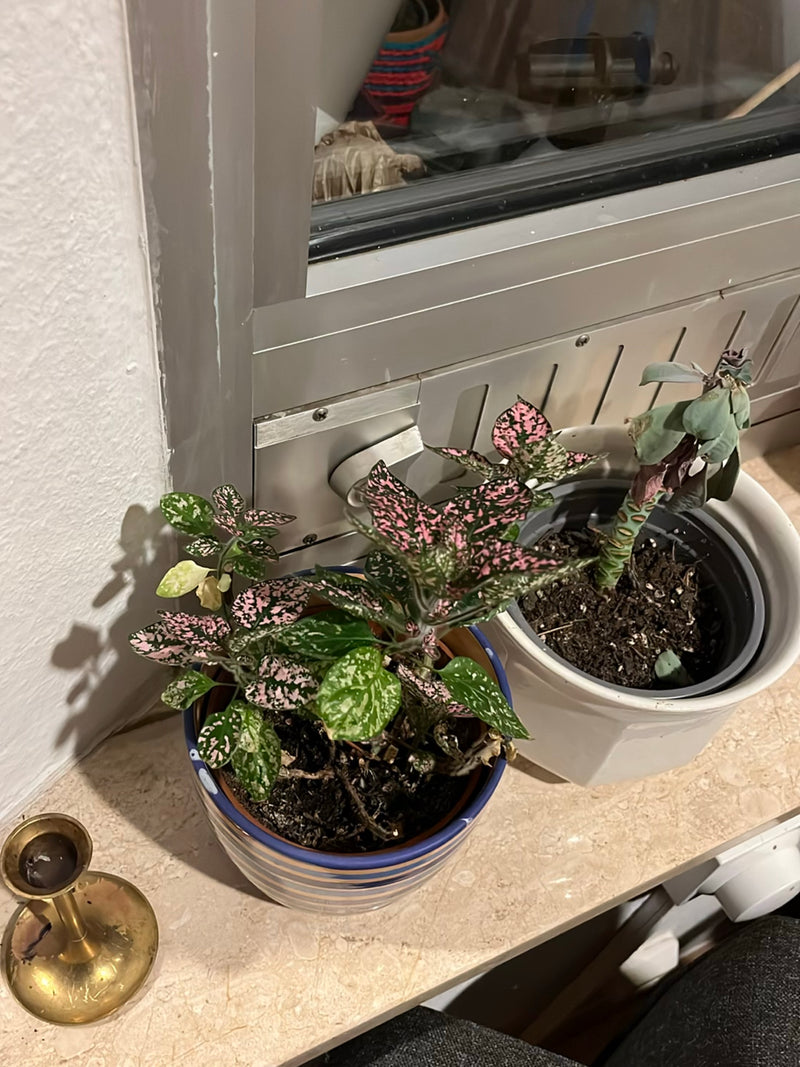 Auf dem Bild ist ein gesundes Punktblatt in einem bunten Keramiktopf auf einer Fensterbank zu sehen. Die charakteristischen, rosa-grün gemusterten Blätter si...