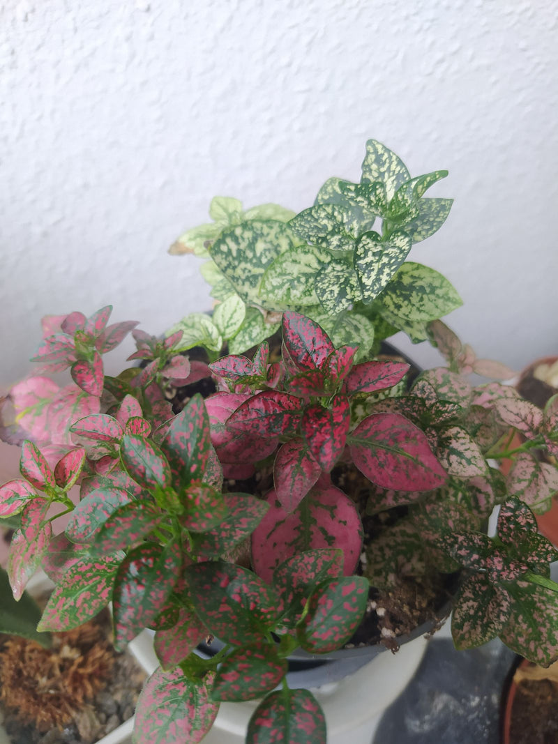 Zu sehen ist eine gesunde Zimmerpflanze im Topf mit rosa-grün gefleckten Blättern. Die Pflanze steht vor einer hellen Wand.