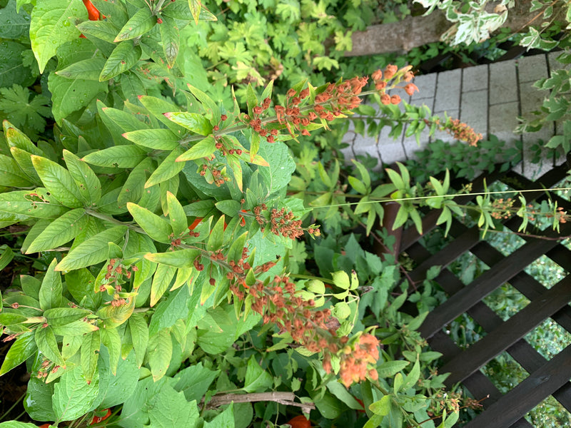 Punktierter Gilbweberich — Bild 5