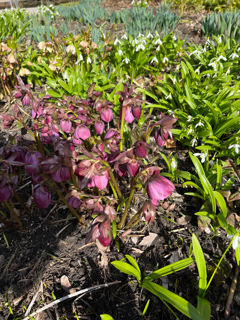 Zu sehen ist eine Gruppe blühender Lenzrosen mit purpurroten Blüten in einem Beet. Im Hintergrund wachsen weitere Frühlingsstauden und Schneeglöckchen.
