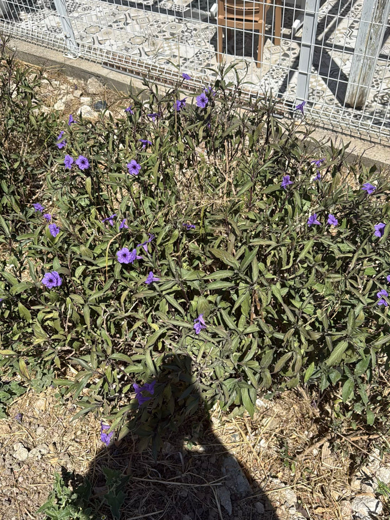 Eine blühende Mexikanische Petunie (Ruellia simplex) wächst in einem Beet vor einem Metallzaun.