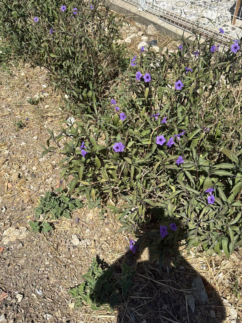 Eine blühende Mexikanische Petunie (Ruellia simplex) mit violetten Blüten wächst auf trockenem, schottrigem Boden.