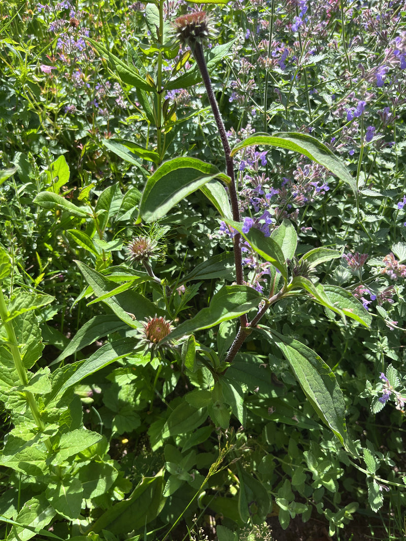 Zu sehen ist eine Purpur-Sonnenhut-Pflanze mit grünen Blättern, aufrechten Stängeln und sich entwickelnden Blütenknospen. Sie steht in einem Beet zwischen an...