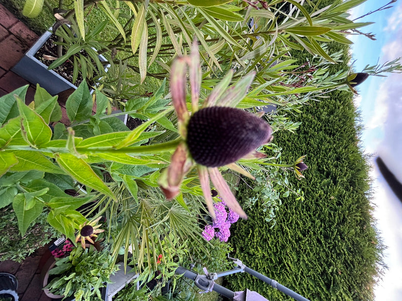 Zu sehen ist die markante, dunkle Blütenmitte des Purpur-Sonnenhuts in einem Garten. Die Pflanze steht in einem Topf vor einer grünen Hecke.