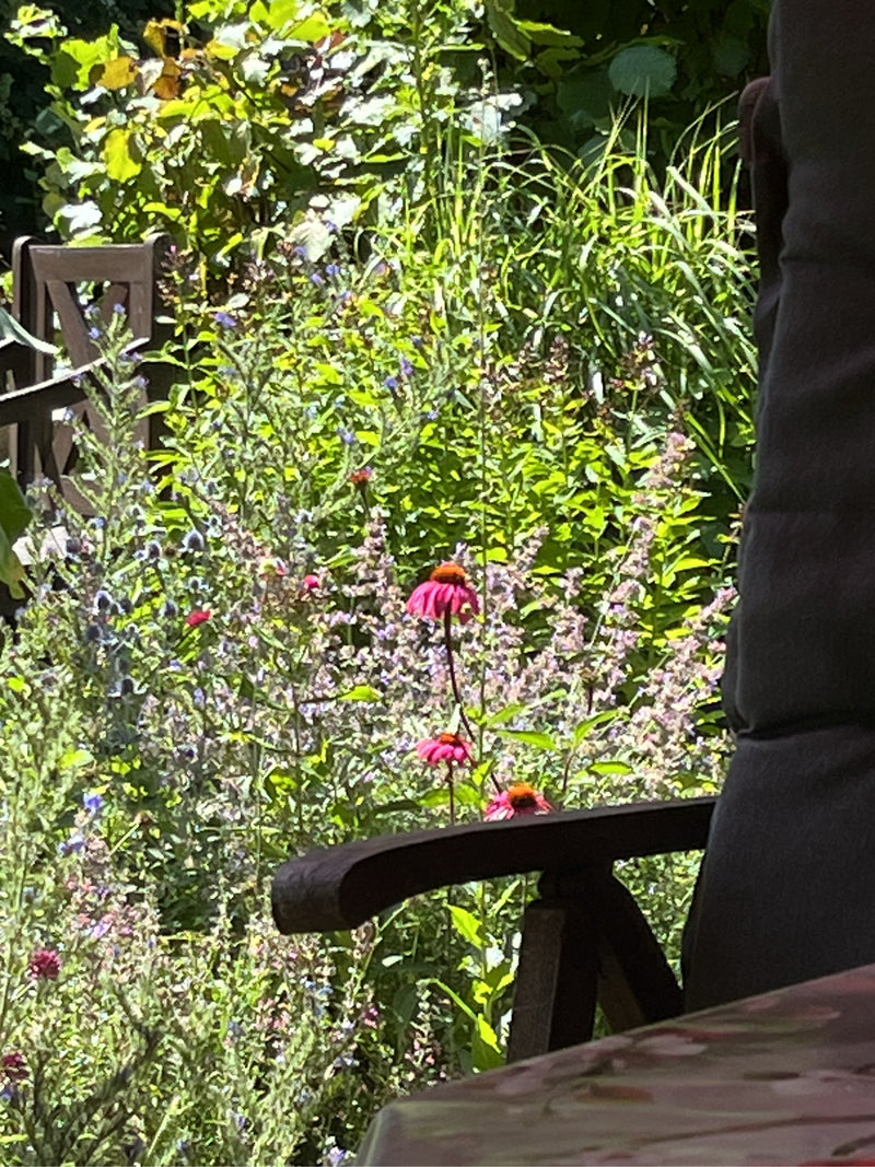 Der Purpur-Sonnenhut blüht mit charakteristischen pinken Blütenblättern und einer dunklen Mitte in einem üppigen Gartenbeet. Im Hintergrund sind weitere grün...