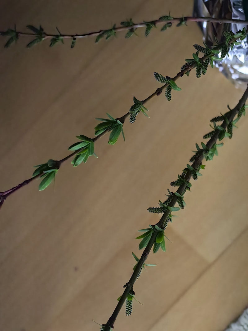 Zu sehen sind schlanke, dunkelrote bis bräunliche Zweige der Purpur-Weide mit kleinen, gegenständig oder fast gegenständig angeordneten Blättern und jungen K...