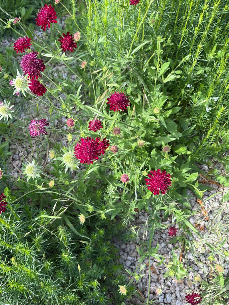 Das Foto zeigt mehrere tiefrote Blütenstände der Purpur-Witwenblume in einem Gartenbeet über kiesigem Boden.