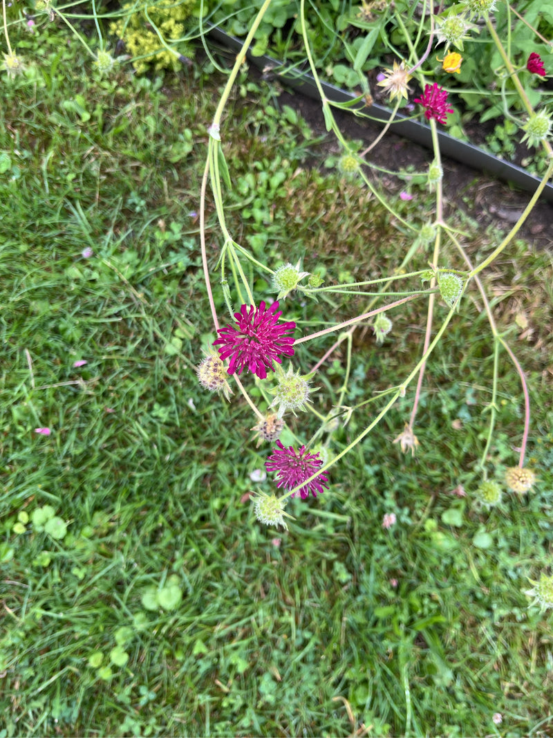 Zu sehen sind die charakteristischen, dunkelpurpurnen Blütenköpfchen der Purpur-Witwenblume an schlanken Stängeln. Die Aufnahme zeigt die Pflanze von oben vo...