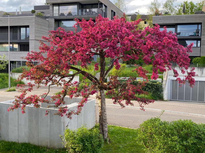 Ein prächtig blühender Purpur-Zierapfel steht in voller Blütenpracht vor einem modernen Gebäude. Die dunkelrosa Blüten bedecken die ausgebreiteten Äste des B...