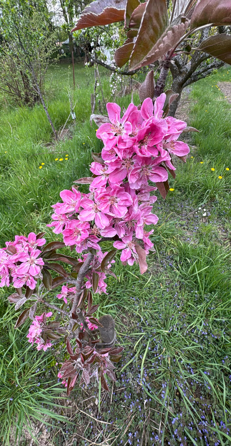 Zu sehen ist ein blühender Purpur-Zierapfel mit auffälligen, pinken Blüten und rötlichen Blättern. Die Aufnahme zeigt einen Ast im Bereich einer Wiese.