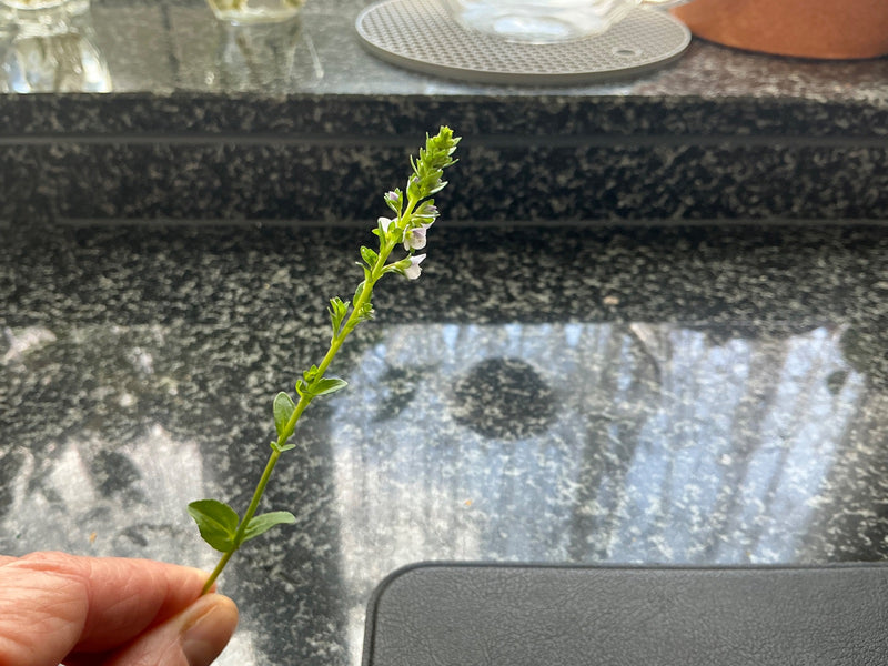 Zu sehen ist der blühende Stängel des Quendel-Ehrenpreises mit kleinen, hellen Blüten und gegenständigen Blättern. Die Pflanze wird von einer Hand vor einer ...