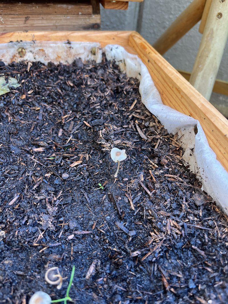 Auf dunkler, feuchter Blumenerde in einem Pflanzkübel steht ein einzelner kleiner Rädchentintling mit einem dünnen Stiel und einem schirmartig gefalteten Hut...