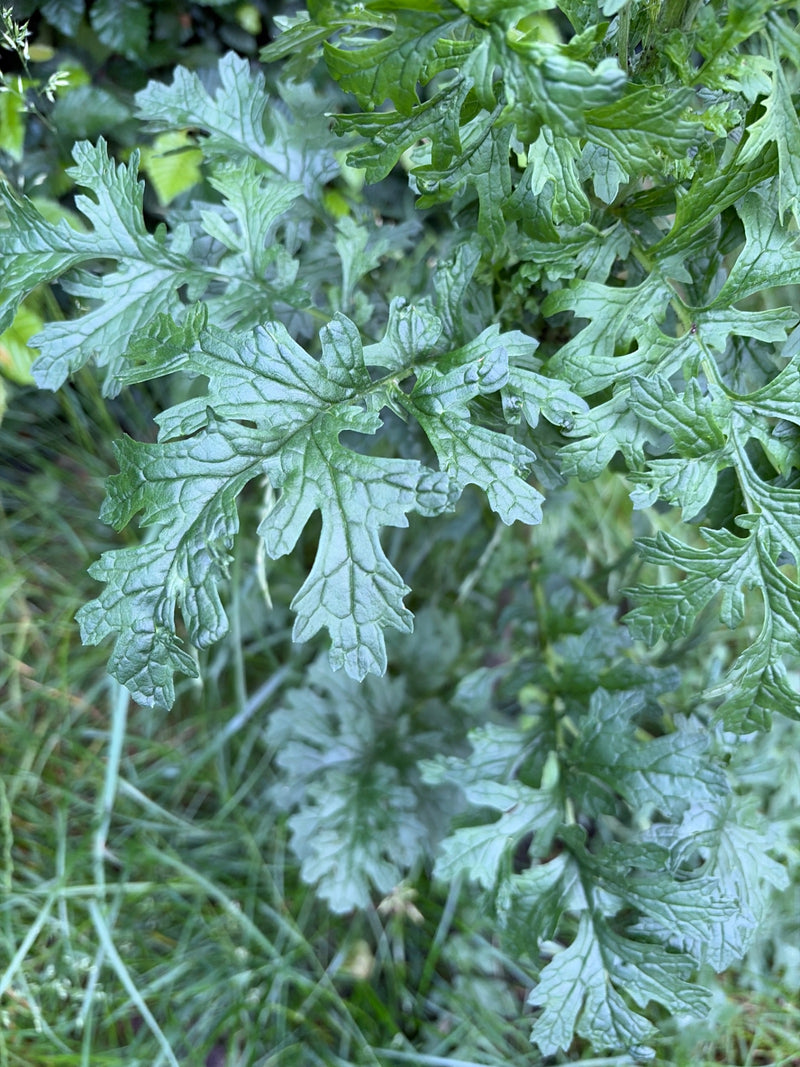 Zu sehen sind die tief gelappten, dunkelgrünen Blätter des Rainfarns in Nahaufnahme. Sie wachsen dicht in einer natürlichen Umgebung.