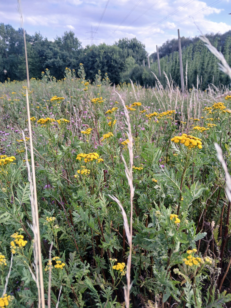 Auf einer Wiese blühen zahlreiche Rainfarn-Pflanzen mit ihren typischen gelben, knopfartigen Blütenständen. Sie stehen dicht beieinander vor einer Waldkante ...