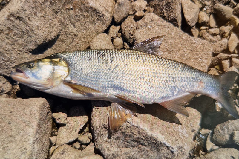 Auf dem Bild ist ein Rapfen zu sehen, der auf einem Untergrund aus braunen Steinen liegt. Der Fisch zeigt seine typischen, silbrigen Schuppen und Flossen.