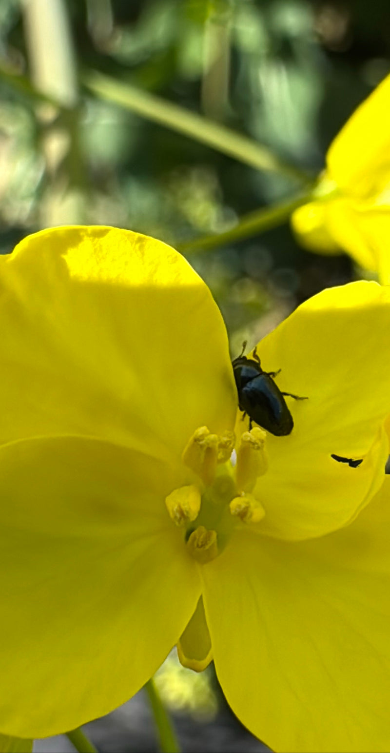 Ein kleiner, schwarz glänzender Rapsglanzkäfer sitzt auf den Blütenblättern einer gelben Blüte. Die Aufnahme zeigt das Tier aus naher Perspektive auf dem Pfl...
