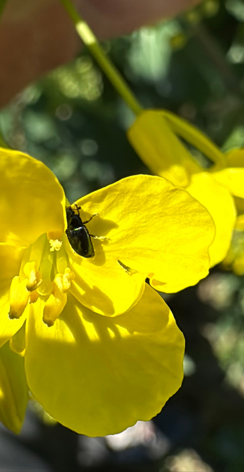 Der Rapsglanzkäfer ist ein kleiner, metallisch dunkel glänzender Käfer aus der Familie der Glanzkäfer. Er ernährt sich vorwiegend von Pollen und gilt in der ...