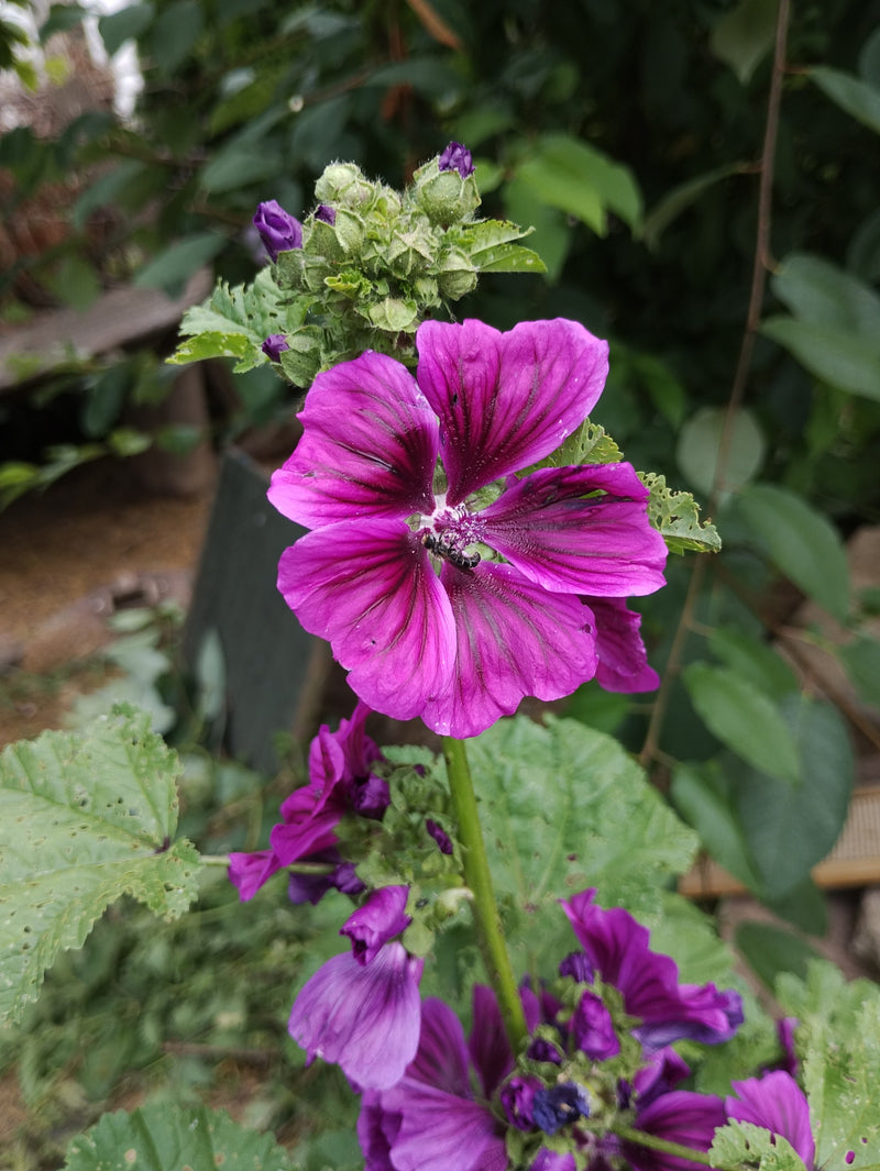 Ein kleiner Rapsglanzkäfer sitzt im Zentrum einer leuchtend pinken Malvenblüte. Das Insekt ist gut zu erkennen, während es sich auf der Blüte aufhält.