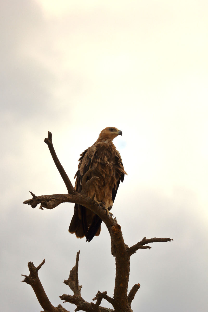Raubadler — Bild 1 von 3