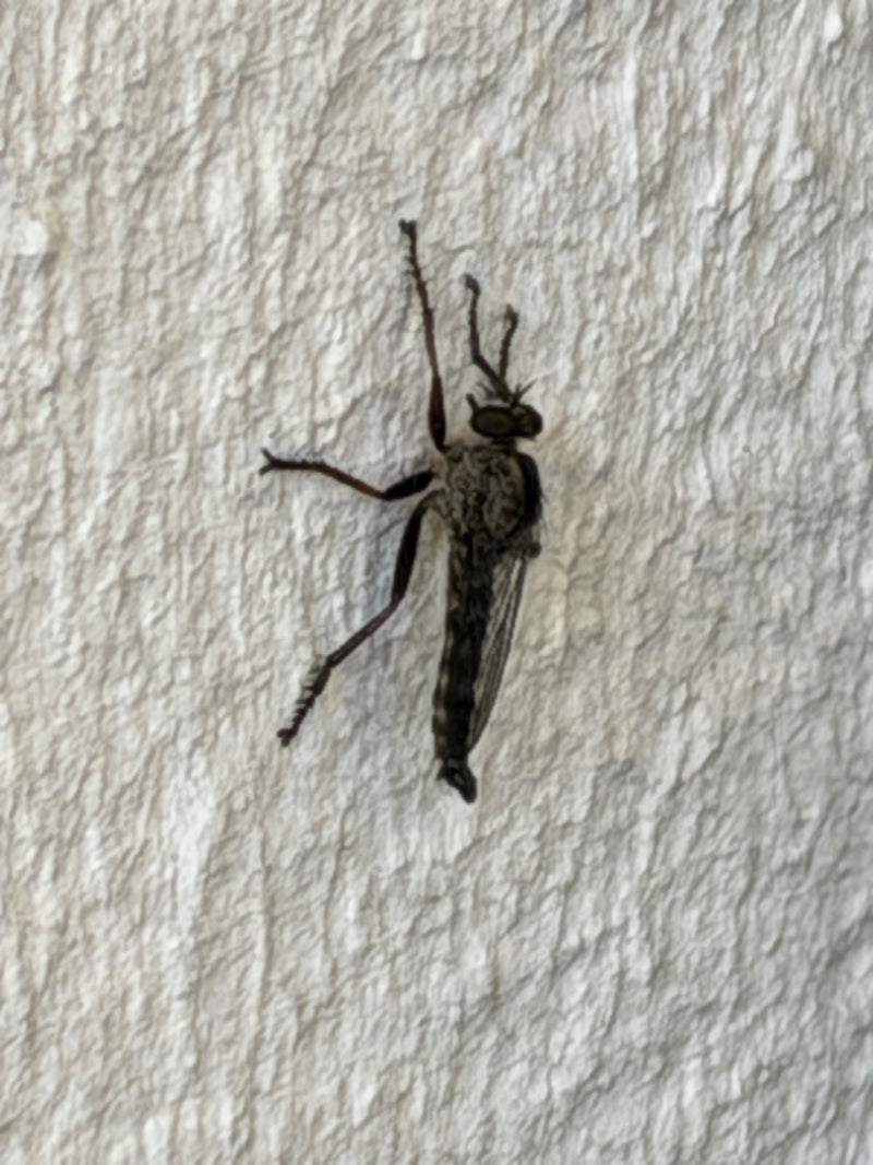 Raubfliege — Bild 2 von 11