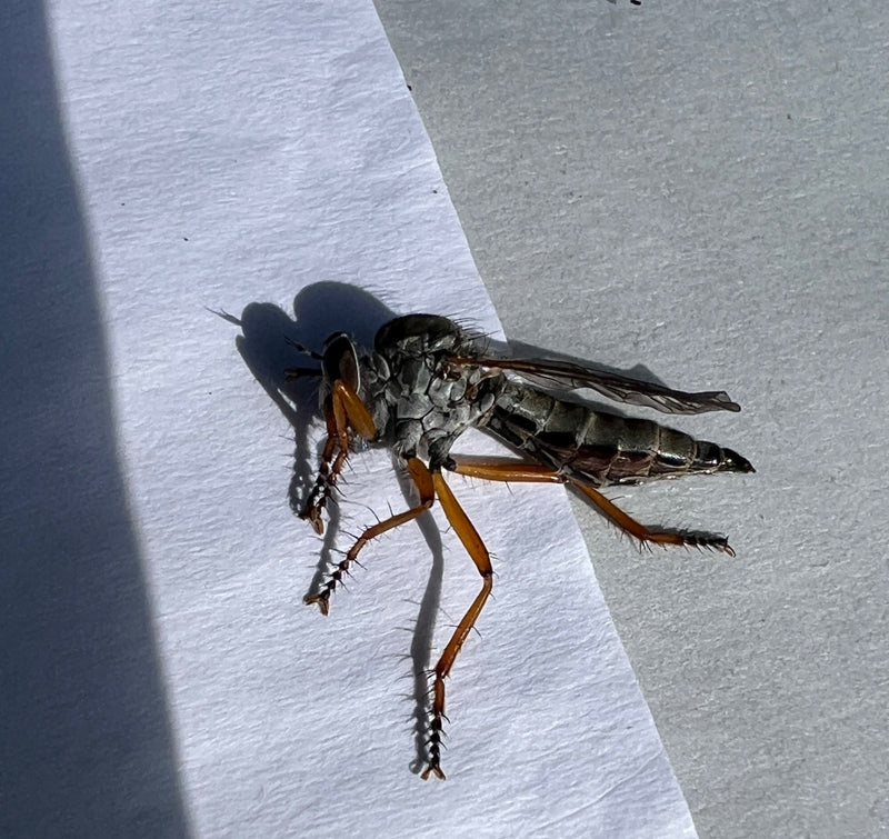 Raubfliege — Bild 3 von 11